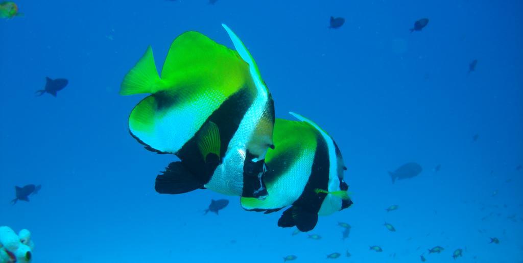 Hotel Ocean Grand At Hulhumale Bagian luar foto